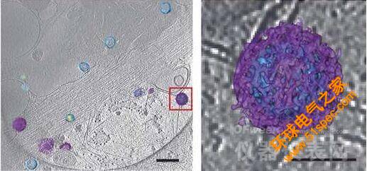 新型低温光学和电子显微镜技术能够有效研究活体病毒
