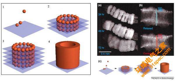 科学家成功3D生物打印功能性的血管化老鼠甲状腺