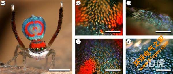 研究人员使用纳米3D打印技术研究孔雀蜘蛛显示的彩虹色