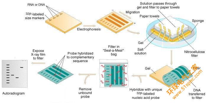 Southern Blot