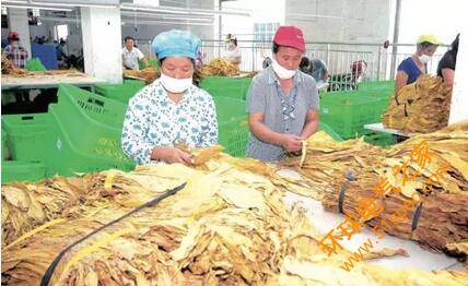 自動化物流系統在原煙收購環節中的設計應用